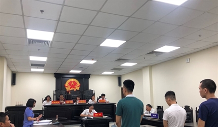 Xử lý nghiêm các bị cáo có hành vi trồng cây Cần sa ngay tại địa bàn...